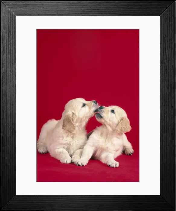 Framed Print : Dog - Two puppies kising Digital Manipulation: Mistletoe removed Framed Print : Dog - Two puppies kising Digital Manipulation: Mistletoe removed