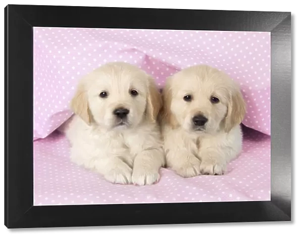 Dog. Golden Retriever puppies (6 weeks) lying down Digital Maipulation: pink background