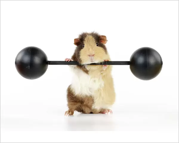 Guinea pig lifting weights