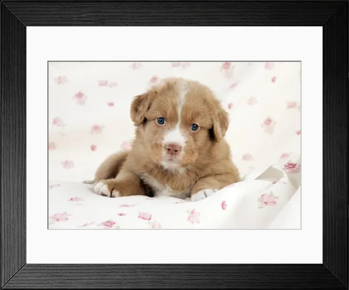 Framed Print : DOG - Nova scotia duck tolling retriever puppy laying (6 weeks) Framed Print : DOG - Nova scotia duck tolling retriever puppy laying (6 weeks)