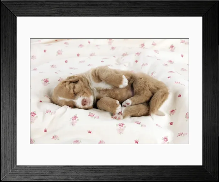 Framed Print : DOG - Nova scotia duck tolling retriever puppy sleeping (6 weeks) Framed Print : DOG - Nova scotia duck tolling retriever puppy sleeping (6 weeks)