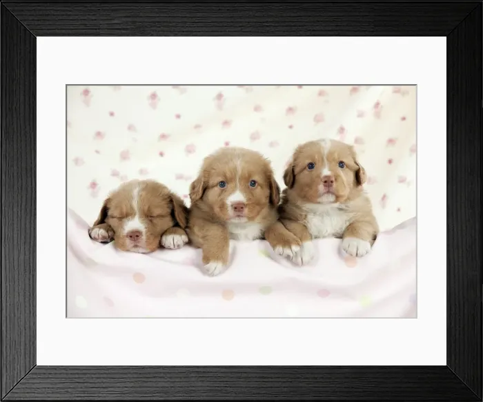 Framed Print : DOG - Nova scotia duck tolling retriever puppies (6 weeks) Framed Print : DOG - Nova scotia duck tolling retriever puppies (6 weeks)
