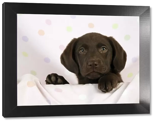 DOG - Chocolate labrador puppy (13 weeks)