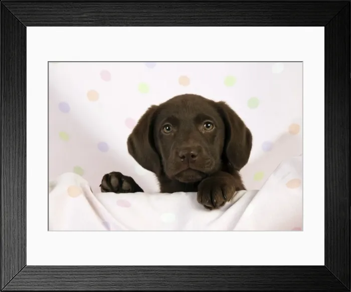 Framed Print : DOG - Chocolate labrador puppy (13 weeks) Framed Print : DOG - Chocolate labrador puppy (13 weeks)