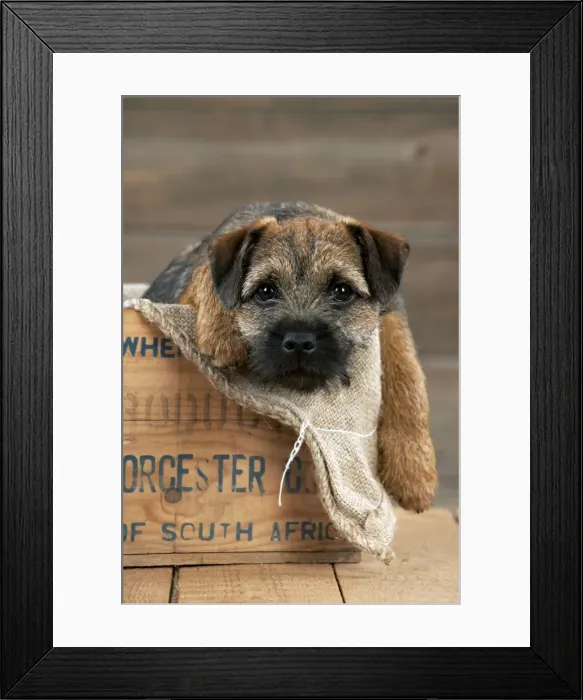 Framed Print : DOG - Border terrier puppy sitting in a box (13 weeks old)
