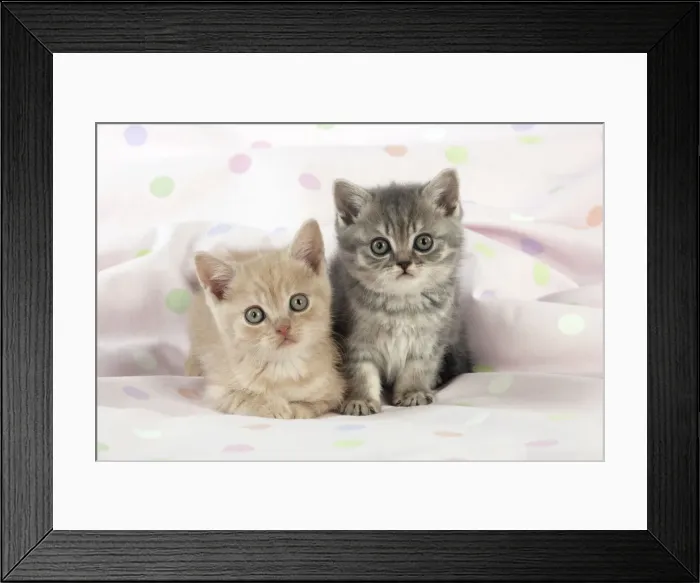Framed Print : CAT - 7 week old british shorthair kittens Framed Print : CAT - 7 week old british shorthair kittens