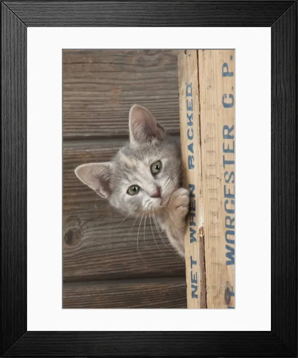 Framed Print : CAT - Kitten looking around the side of a wooden box Framed Print : CAT - Kitten looking around the side of a wooden box