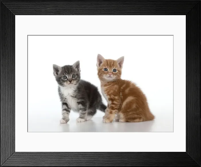 Framed Print : Cat - Ginger and Grey Tabby kittens playing Framed Print : Cat - Ginger and Grey Tabby kittens playing