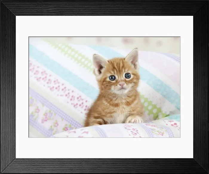 Framed Print : Cat - Ginger Tabby kitten Framed Print : Cat - Ginger Tabby kitten