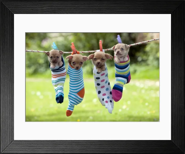 Framed Print : DOG - Chihuahua puppies hanging in socks (two in the middle 6 weeks, two on the outside 4 weeks) Framed Print : DOG - Chihuahua puppies hanging in socks (two in the middle 6 weeks, two on the outside 4 weeks)