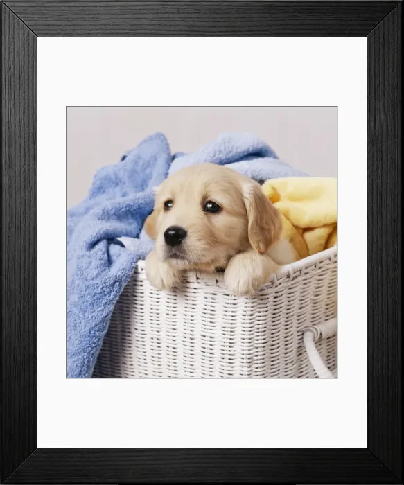 Framed Print : Golden Retriever Dog JD 9378E Puppy in laundry basket © John Daniels / ardea. com Framed Print : Golden Retriever Dog JD 9378E Puppy in laundry basket © John Daniels / ardea. com