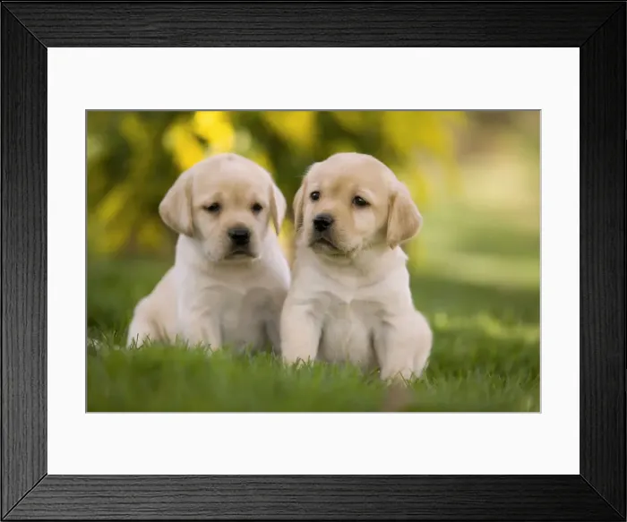 Framed Print : Dog - Labrador puppies Framed Print : Dog - Labrador puppies
