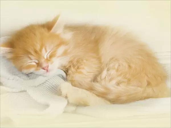 Cat - Siberian kitten sleeping