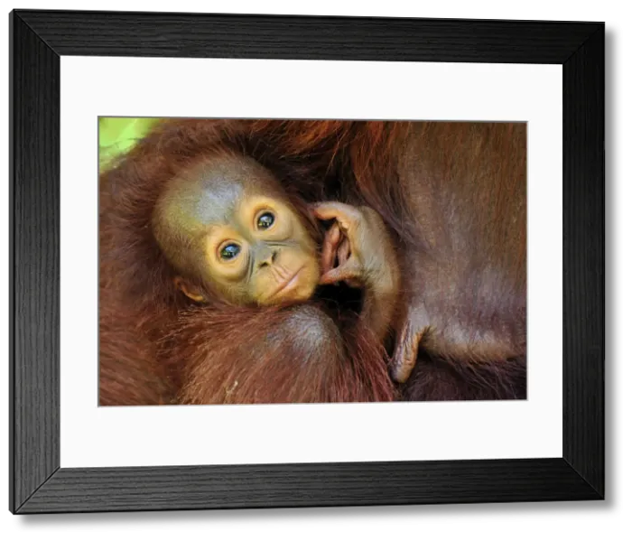 Framed Print : Borneo Orangutan - baby with mother's breast - Camp Leakey - Tanjung Puting National Park - Kalimantan - Borneo - Indonesia Framed Print : Borneo Orangutan - baby with mother's breast - Camp Leakey - Tanjung Puting National Park - Kalimantan - Borneo - Indonesia