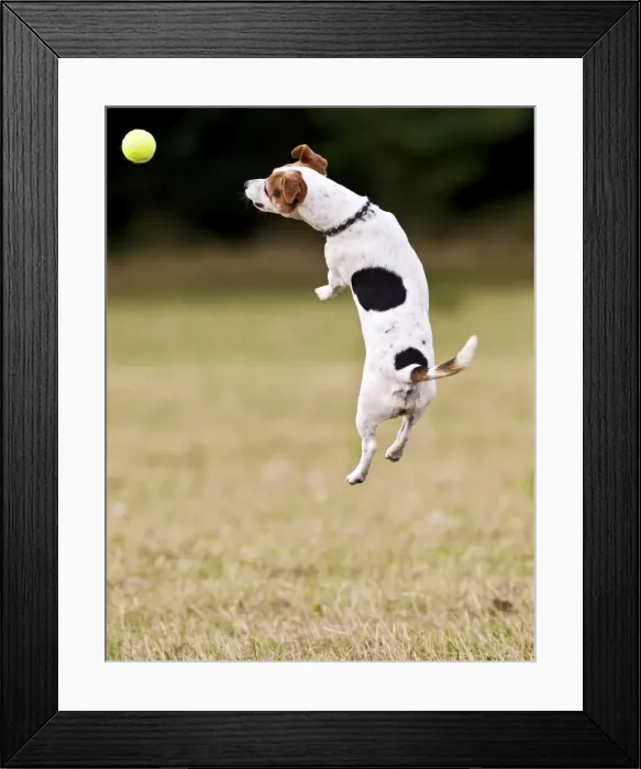 Framed Print : Jack Russell - jumping for ball 14275 Framed Print : Jack Russell - jumping for ball 14275