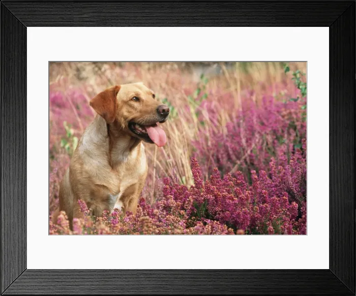 Framed Print : Yellow Labrador Dog JD 11300E In Heather © John Daniels / ardea. com Framed Print : Yellow Labrador Dog JD 11300E In Heather © John Daniels / ardea. com