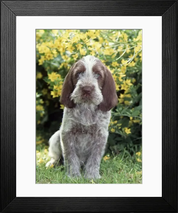 Framed Print : Spinone JD 11332E Puppy © John Daniels / ardea. com Framed Print : Spinone JD 11332E Puppy © John Daniels / ardea. com