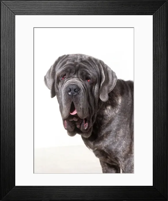 Framed Print : Neopolitan Mastiff Dog JD 13788 M © John Daniels  /  ardea. com