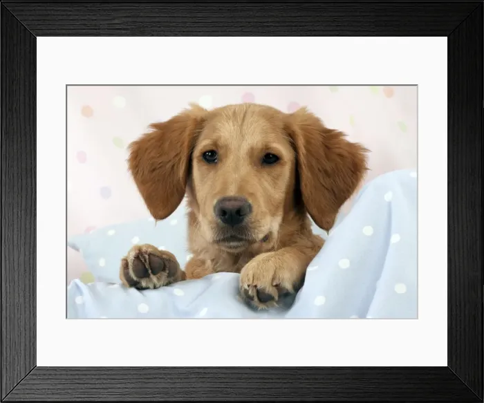 Framed Print : DOG. Golden retriever puppy on blankets (13 weeks) Framed Print : DOG. Golden retriever puppy on blankets (13 weeks)