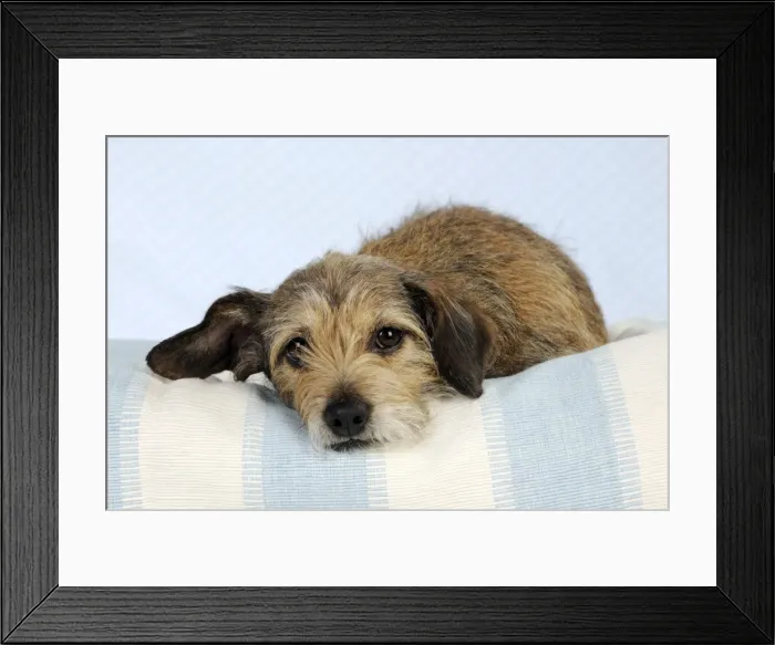 Framed Print : DOG - Wire haired dachshund x long haired chihuahua Framed Print : DOG - Wire haired dachshund x long haired chihuahua