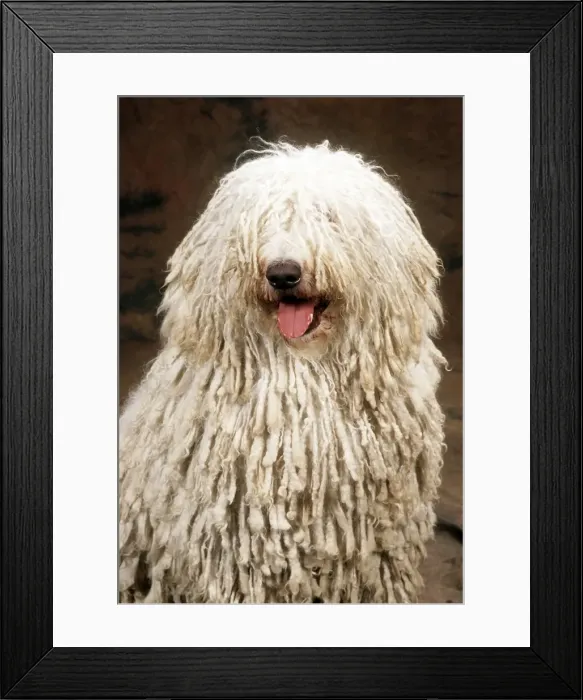 Framed Print : Komondor Dog JD 8015E © John Daniels / ardea. com Framed Print : Komondor Dog JD 8015E © John Daniels / ardea. com