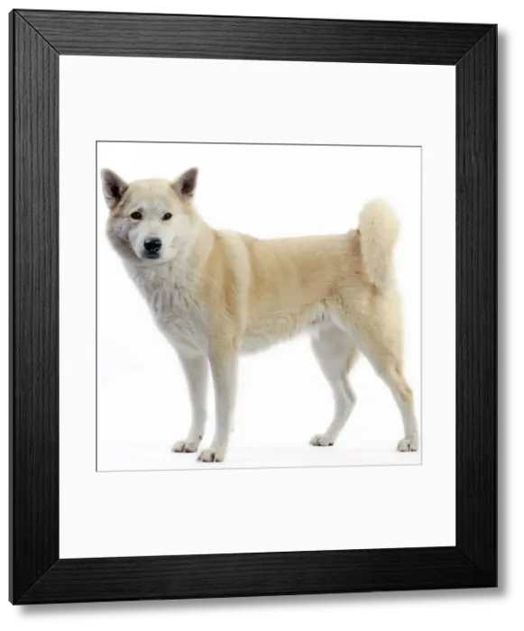 Framed Print : Canaan Dog Framed Print : Canaan Dog
