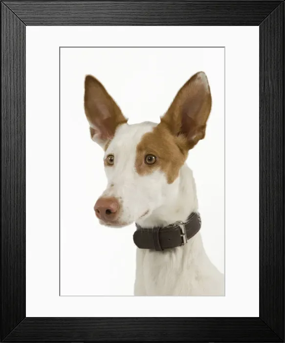 Framed Print : Dog - Ibizan Hound / Podenco Ibicenco - in studio Framed Print : Dog - Ibizan Hound / Podenco Ibicenco - in studio
