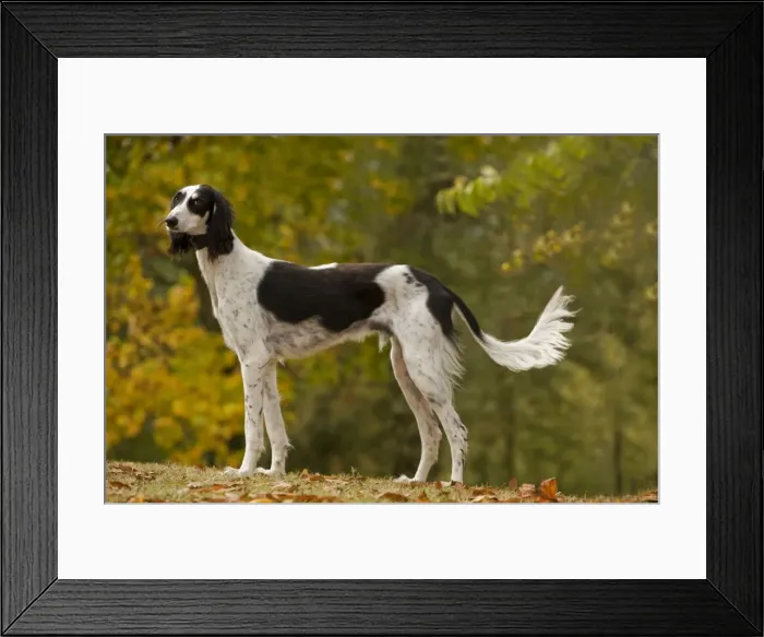 Framed Print : Dog - Saluki Framed Print : Dog - Saluki
