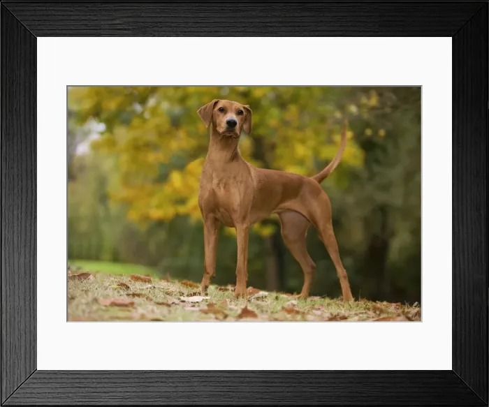 Framed Print : Dog - German Pinscher Framed Print : Dog - German Pinscher