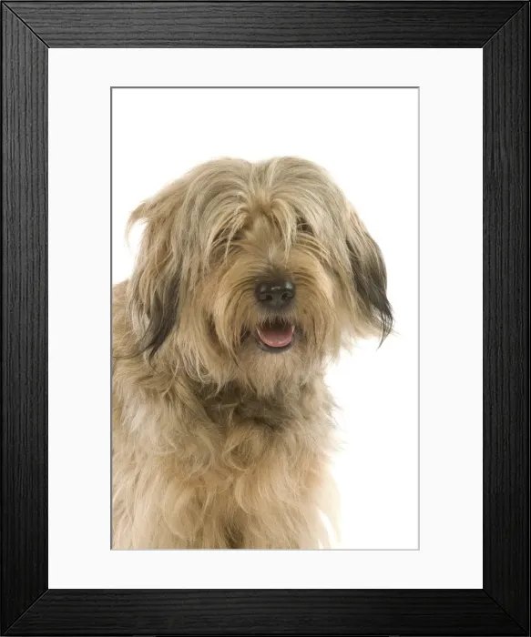 Framed Print : Dog - Catalan Sheepdog in studio Framed Print : Dog - Catalan Sheepdog in studio