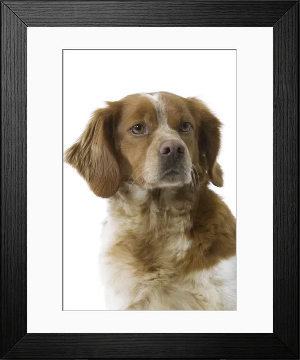 Framed Print : Dog - Brittany / Epagneul Breton in studio Framed Print : Dog - Brittany / Epagneul Breton in studio