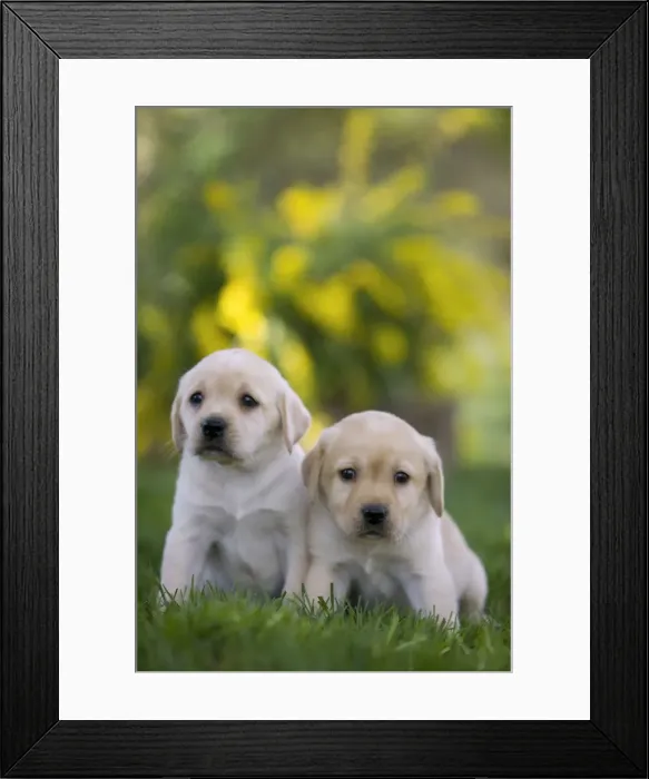 Framed Print : Dog - Labrador puppies Framed Print : Dog - Labrador puppies