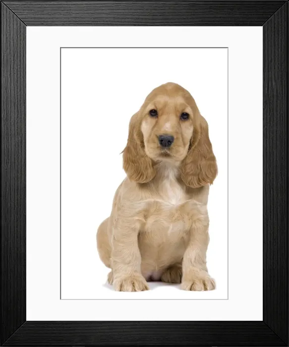Framed Print : Dog - English Cocker Spaniel - puppy in studio Framed Print : Dog - English Cocker Spaniel - puppy in studio