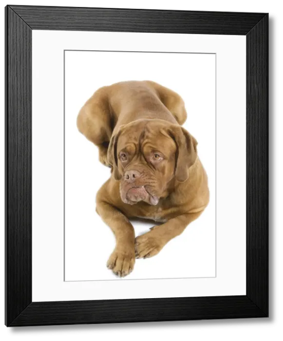Framed Print : Dogue de Bordeaux Framed Print : Dogue de Bordeaux