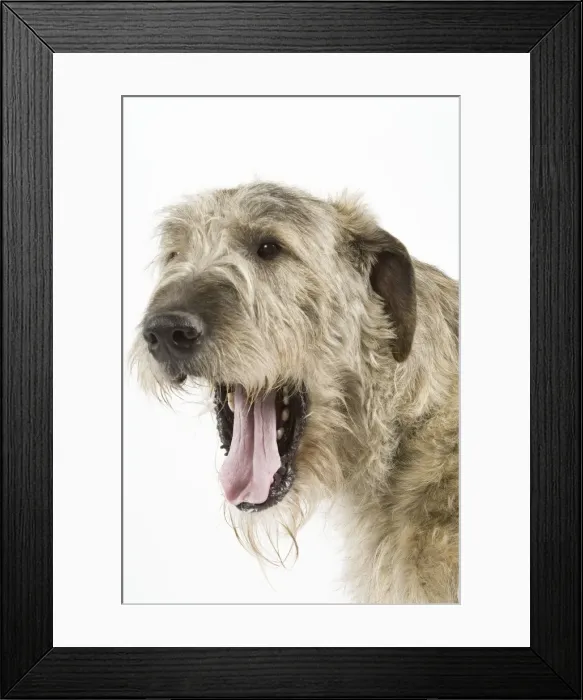 Framed Print : Dog - Irish Wolfhound - with mouth wide open Framed Print : Dog - Irish Wolfhound - with mouth wide open