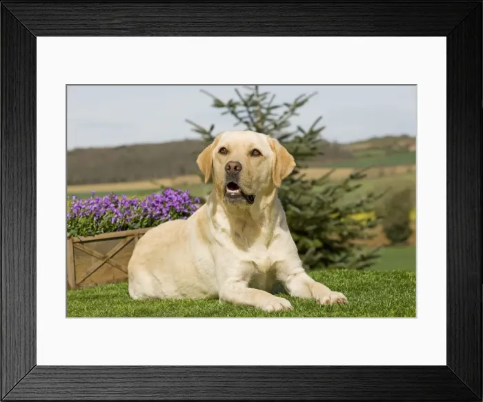 Framed Print : Dog - Yellow Labrador Framed Print : Dog - Yellow Labrador