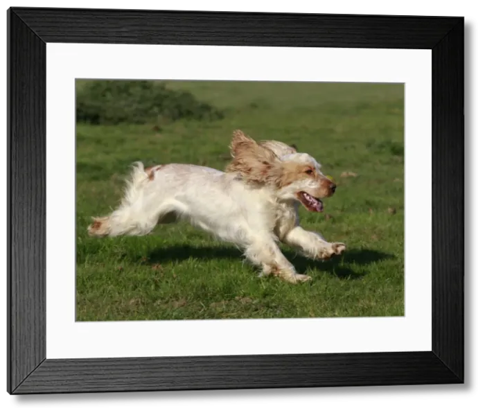 Framed Print : English Cocker Spaniel - running Framed Print : English Cocker Spaniel - running