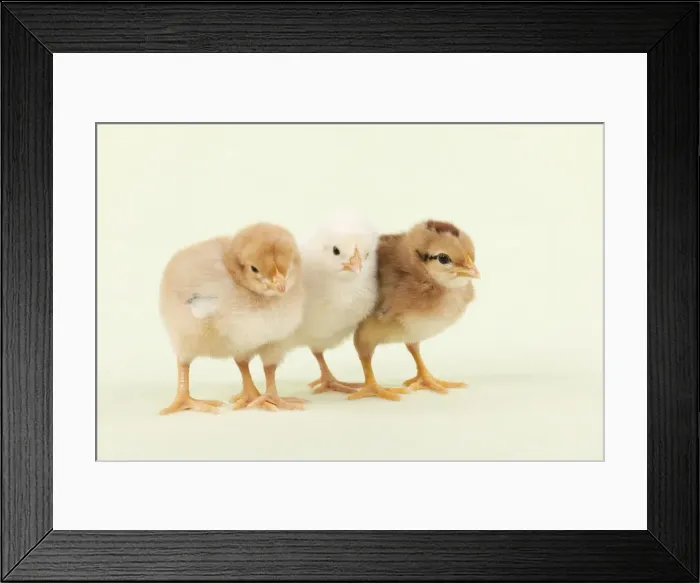 Framed Print : CHICK - Chicks standing together Framed Print : CHICK - Chicks standing together