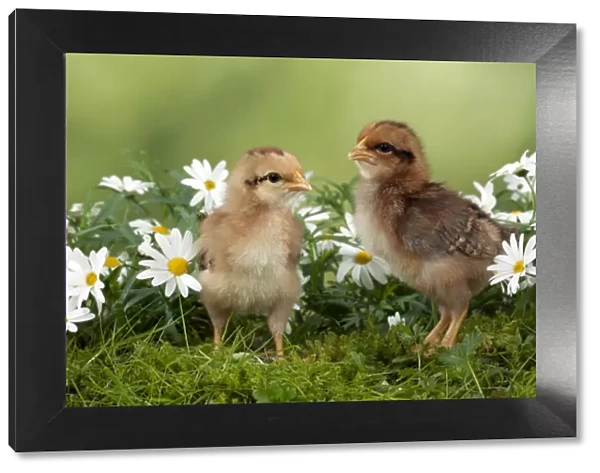 CHICK - Chicks in flowers
