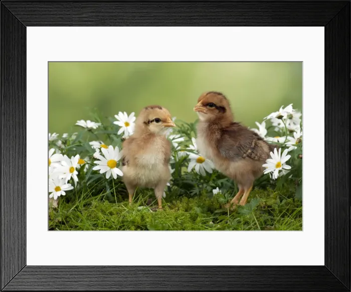 Framed Print : CHICK - Chicks in flowers Framed Print : CHICK - Chicks in flowers