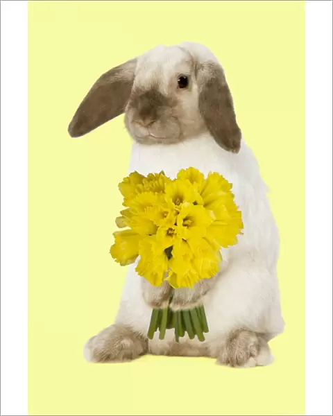 Rabbit - French Lop  /  Belier - with daffodils - Easter - captionable Digital Manipulation: daffodils Su - added background colour