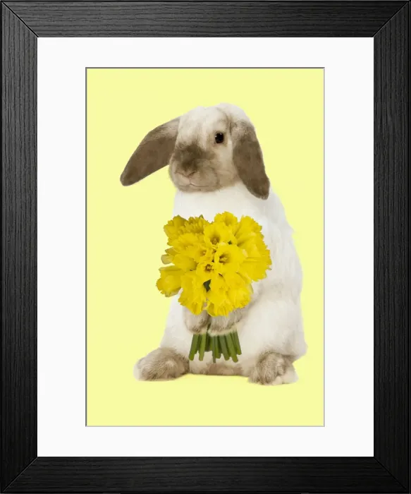 Framed Print : Rabbit - French Lop / Belier - with daffodils - Easter - captionable Digital Manipulation: daffodils Su - added background colour Framed Print : Rabbit - French Lop / Belier - with daffodils - Easter - captionable Digital Manipulation: daffodils Su - added background colour