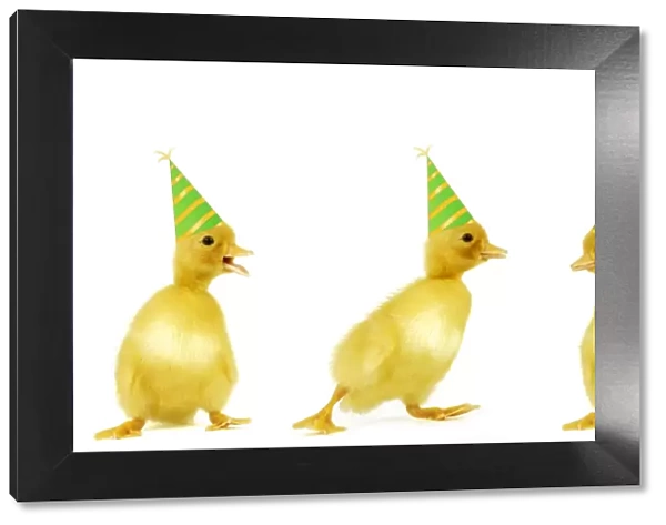 Ducks- line of 3 ducklings wearing party hats Manipulated Image: Foot and hats added