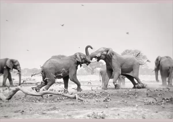 African Elephant - bulls displaying aggressive behaviour when in musk - at drying waterhole - Harvey's Pan, Savuti. Botswana