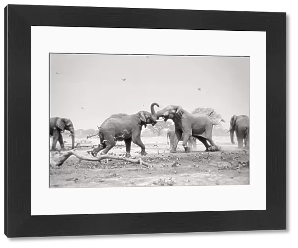 African Elephant - bulls displaying aggressive behaviour when in musk - at drying waterhole - Harvey's Pan, Savuti. Botswana