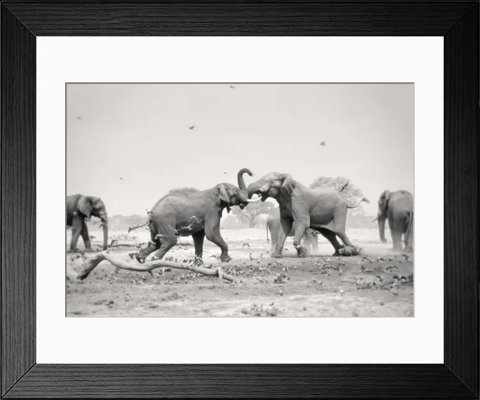 Framed Print : African Elephant - bulls displaying aggressive behaviour when in musk - at drying waterhole - Harvey's Pan, Savuti. Botswana Framed Print : African Elephant - bulls displaying aggressive behaviour when in musk - at drying waterhole - Harvey's Pan, Savuti. Botswana