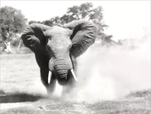 African Elephant - bull displaying aggressive behaviour when in musk - Chief's Island, Okavango Delta, Botswana