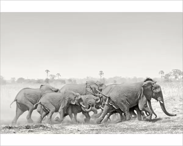 African Elephant - breeding herd stampede across dry floodplain in Botswana's Okavango Delta