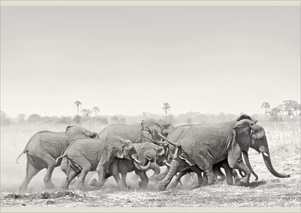 African Elephant - breeding herd stampede across dry floodplain in Botswana's Okavango Delta