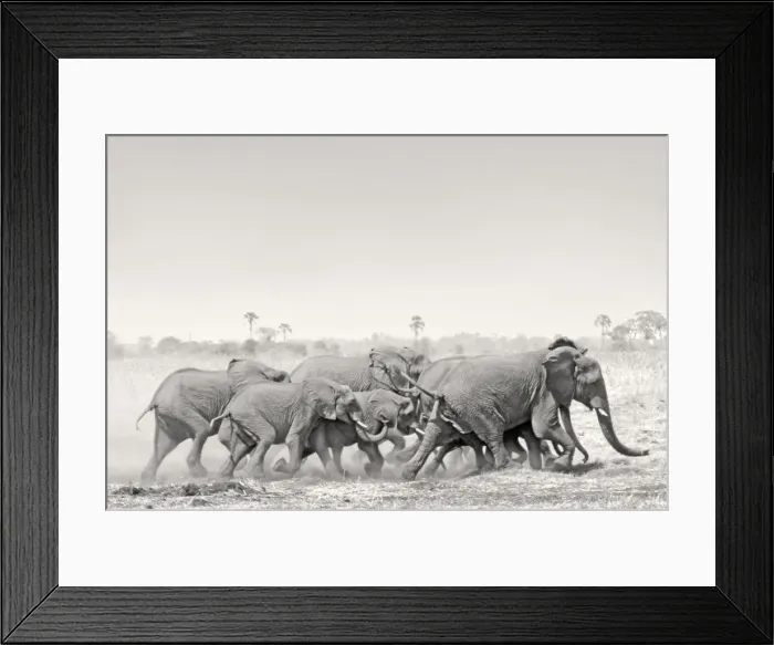 Framed Print : African Elephant - breeding herd stampede across dry floodplain in Botswana's Okavango Delta Framed Print : African Elephant - breeding herd stampede across dry floodplain in Botswana's Okavango Delta